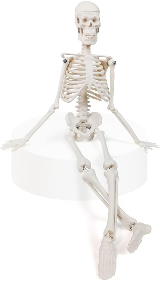 Mini Human Skeleton Model, 45 cm, Educational Anatomical Model with Stand, White - Image 6
