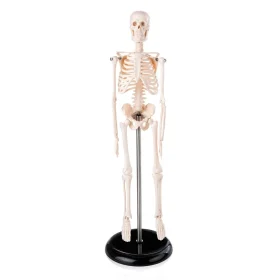 Mini Human Skeleton Model, 45 cm, Educational Anatomical Model with Stand, White
