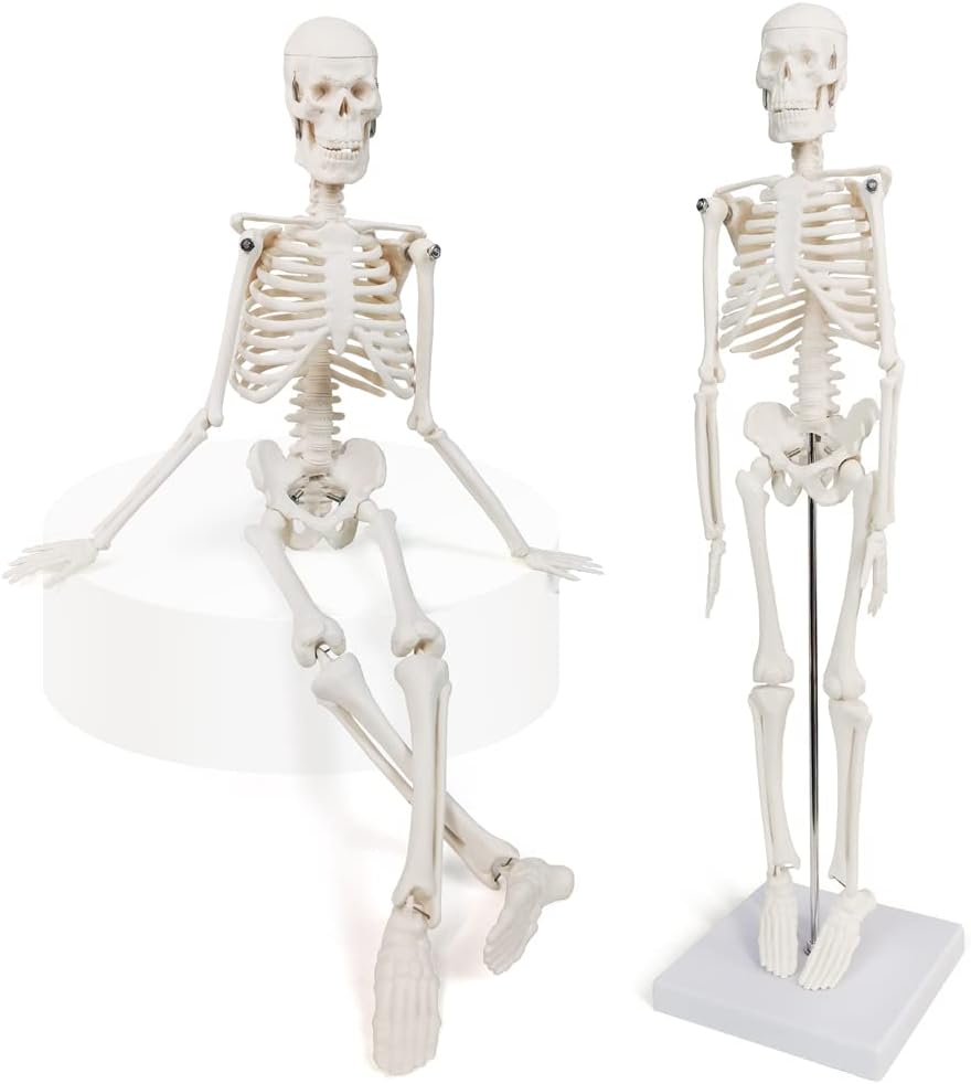 Mini Human Skeleton Model, 45 cm, Educational Anatomical Model with Stand, White