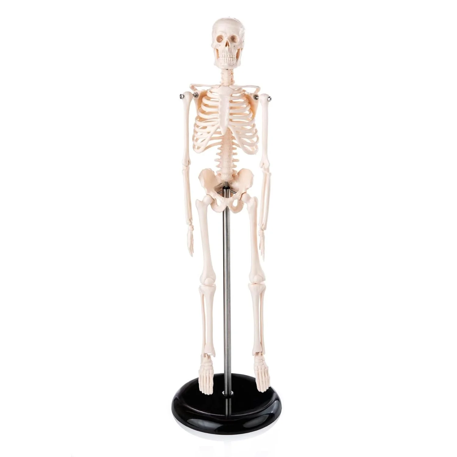 Mini Human Skeleton Model, 45 cm, Educational Anatomical Model with Stand, White